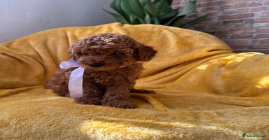 Toy Poodle dogs - Advert 9