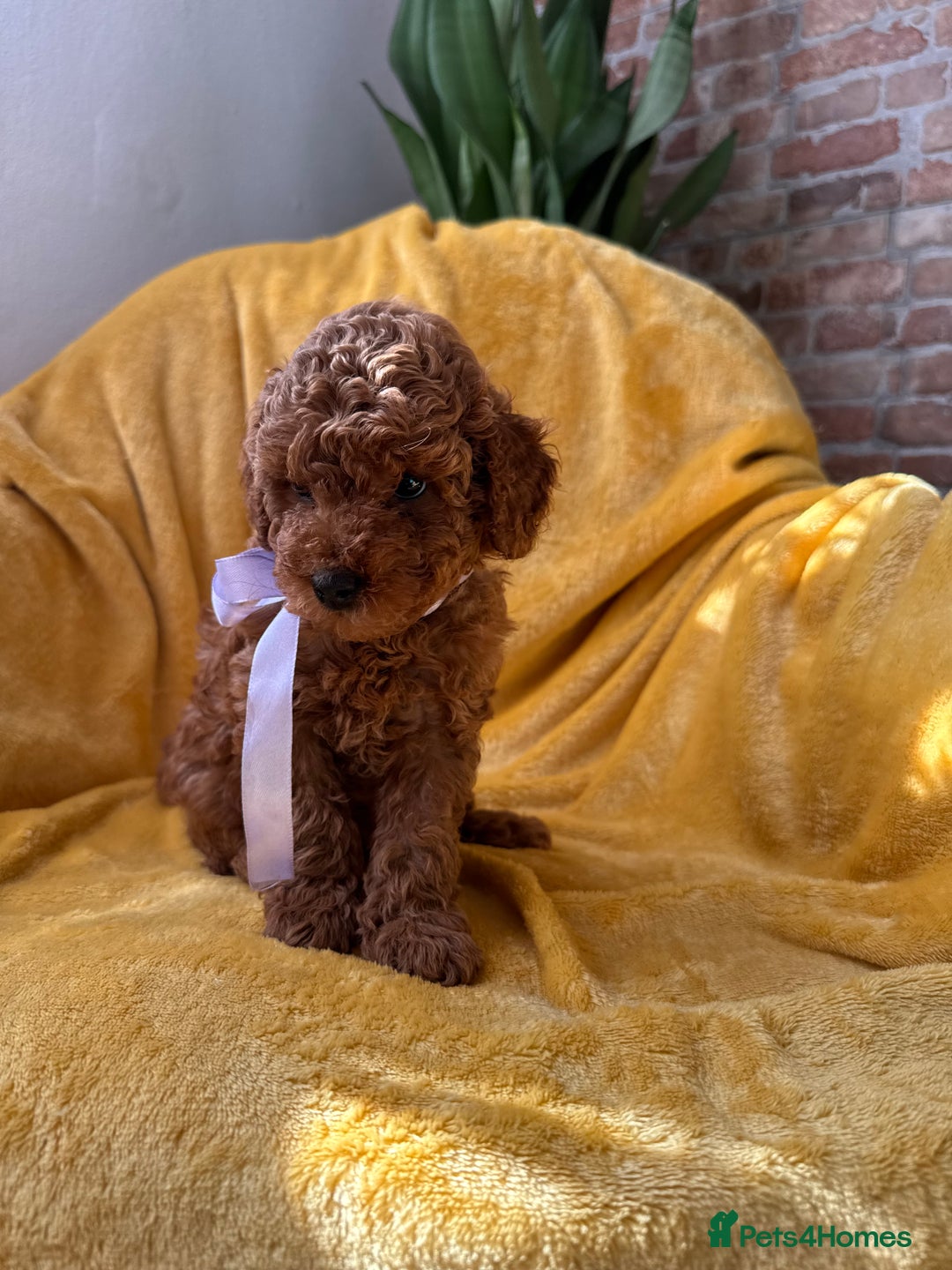 Toy Poodle dogs for sale: 🩵 Red Toy poodle 💫✨ - Image 3