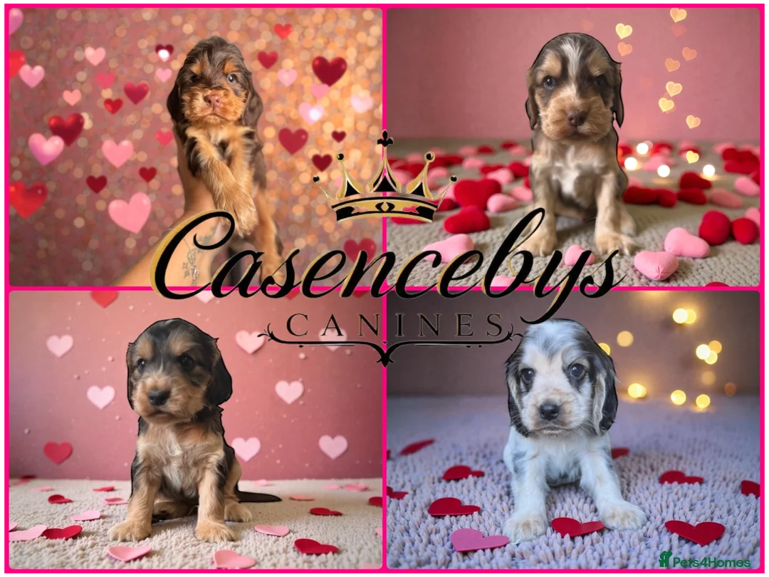 Cocker Spaniel dogs for sale: ❤️THE MOST INCREDIBLE DNA CLEAR SHOW SPANIELS❤️ - Advert 6