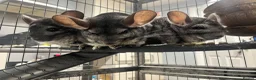Chinchilla rodents for sale: 3 female chinchillas  in Derby - Advert 5