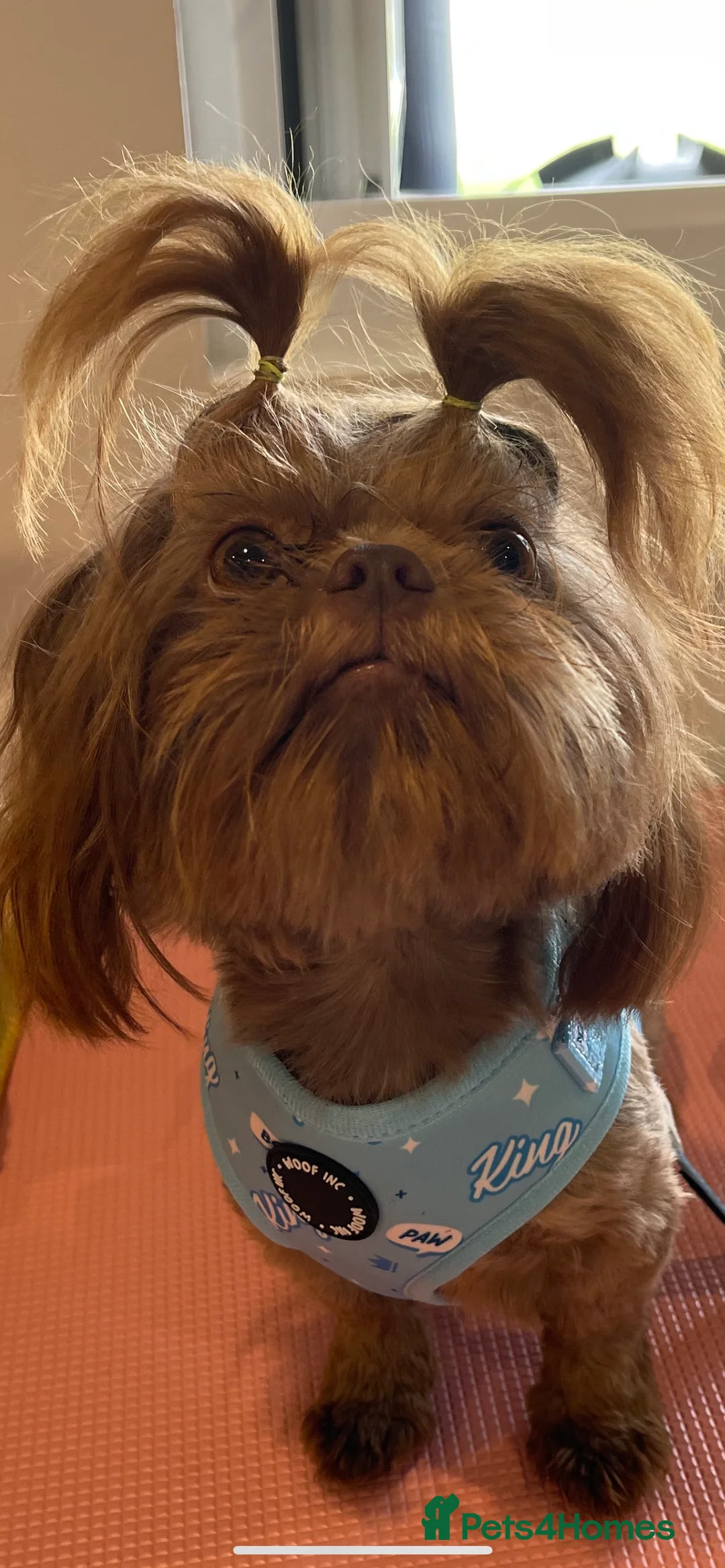 Shih Tzu dogs for stud: STUNNING CHOCOLATE IMPERIAL SHIHTZU OPEN AT STUD in Grays - Advert 32