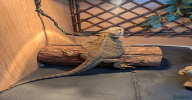 Bearded Dragon reptiles Bearded dragon looking for new home asap - Advert 3