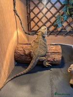Bearded Dragon reptiles Bearded dragon looking for new home asap - Advert 1