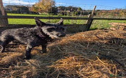 Mixed Breed dogs for adoption: Sweet Gabby looking for LOVe - Image 4