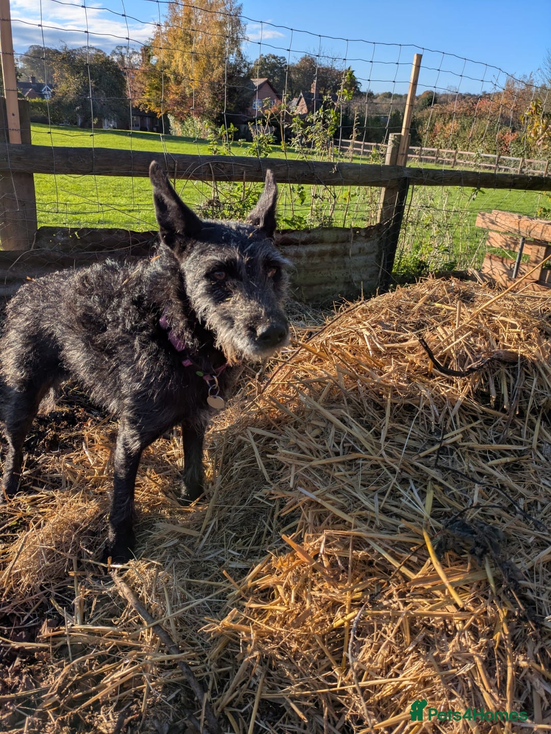 Mixed Breed dogs for adoption: Sweet Gabby looking for LOVe - Image 4