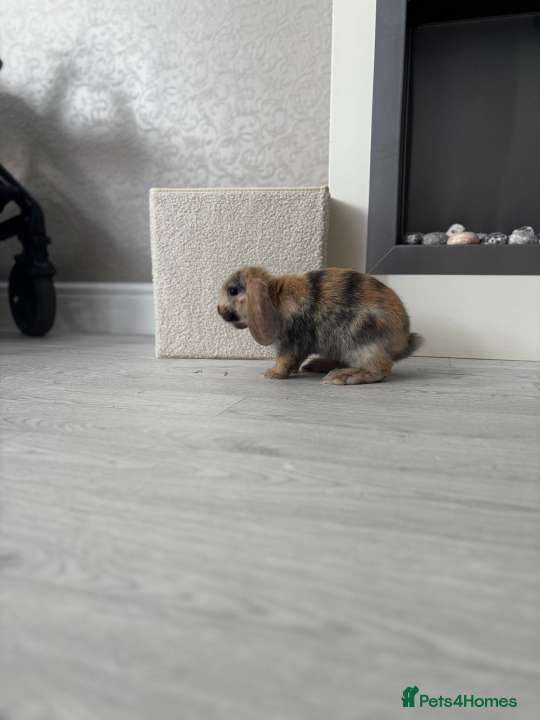 Mini Lop rabbits for sale: Two male rabbits  - Advert 3