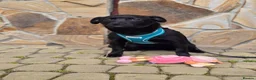 Mixed Breed dogs for adoption: ❤️🐶 MONICA – PURE AFFECTION IN A SMALL BODY in Burton-on-Trent - Advert 3
