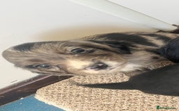 Cocker Spaniel dogs for sale: Working cocker spaniel puppies - Image 13