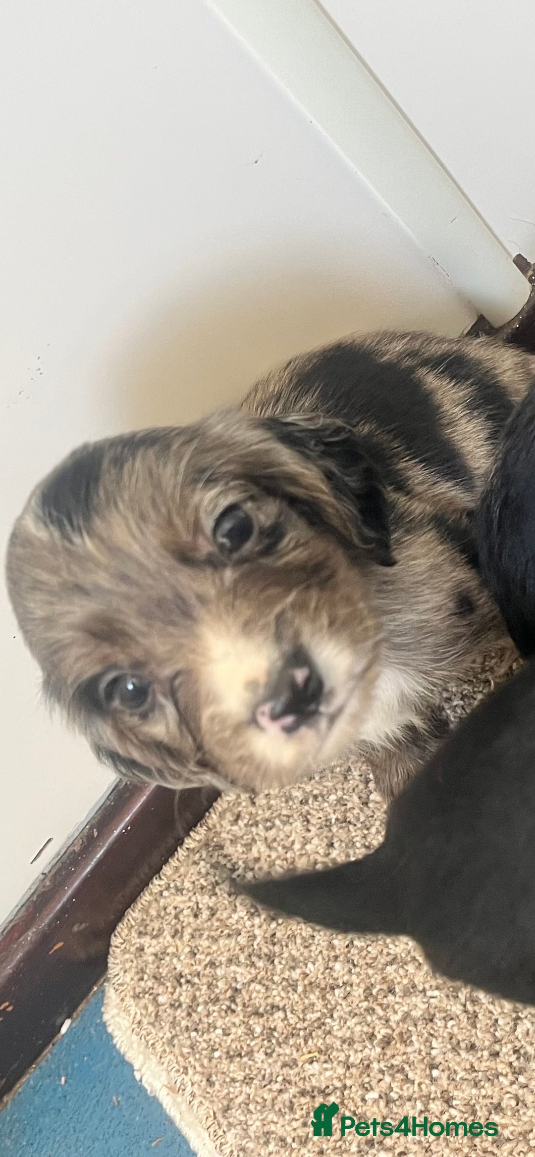 Cocker Spaniel dogs for sale: Working cocker spaniel puppies - Image 13