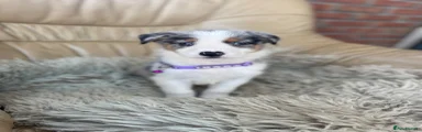 Australian Shepherd 7