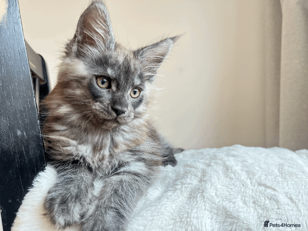 Maine Coon cats for sale: XXL CHAMPION RUSSIAN LINE.MAINE COON KITTENS - Advert 32