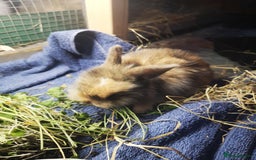 English rabbits for sale: 1 female lionhead baby rabbit bun. - Image 7