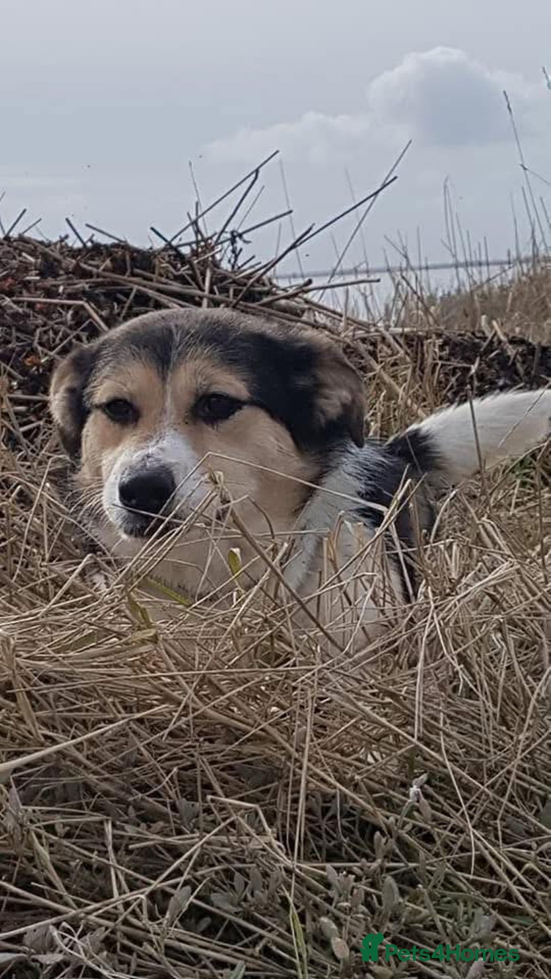 Mixed Breed dogs for adoption: Tara - Norwich Norfolk  - Advert 9