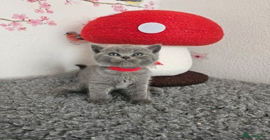 British Shorthair cats - Advert 5