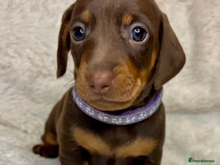 Dachshund dogs LAST ONE- Dachshund female puppy - last one - Advert 8