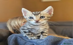 Bengal cats for sale: Bengal kittens. Absolutely beautiful!  - Image 29