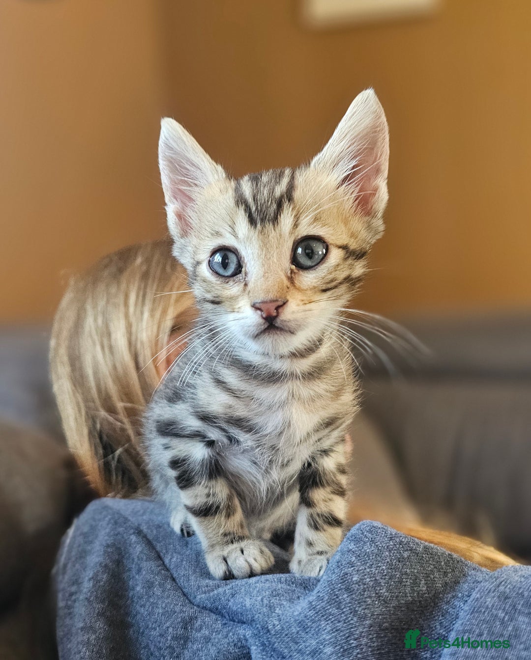 Bengal cats for sale: Bengal kittens. Absolutely beautiful!  - Image 29