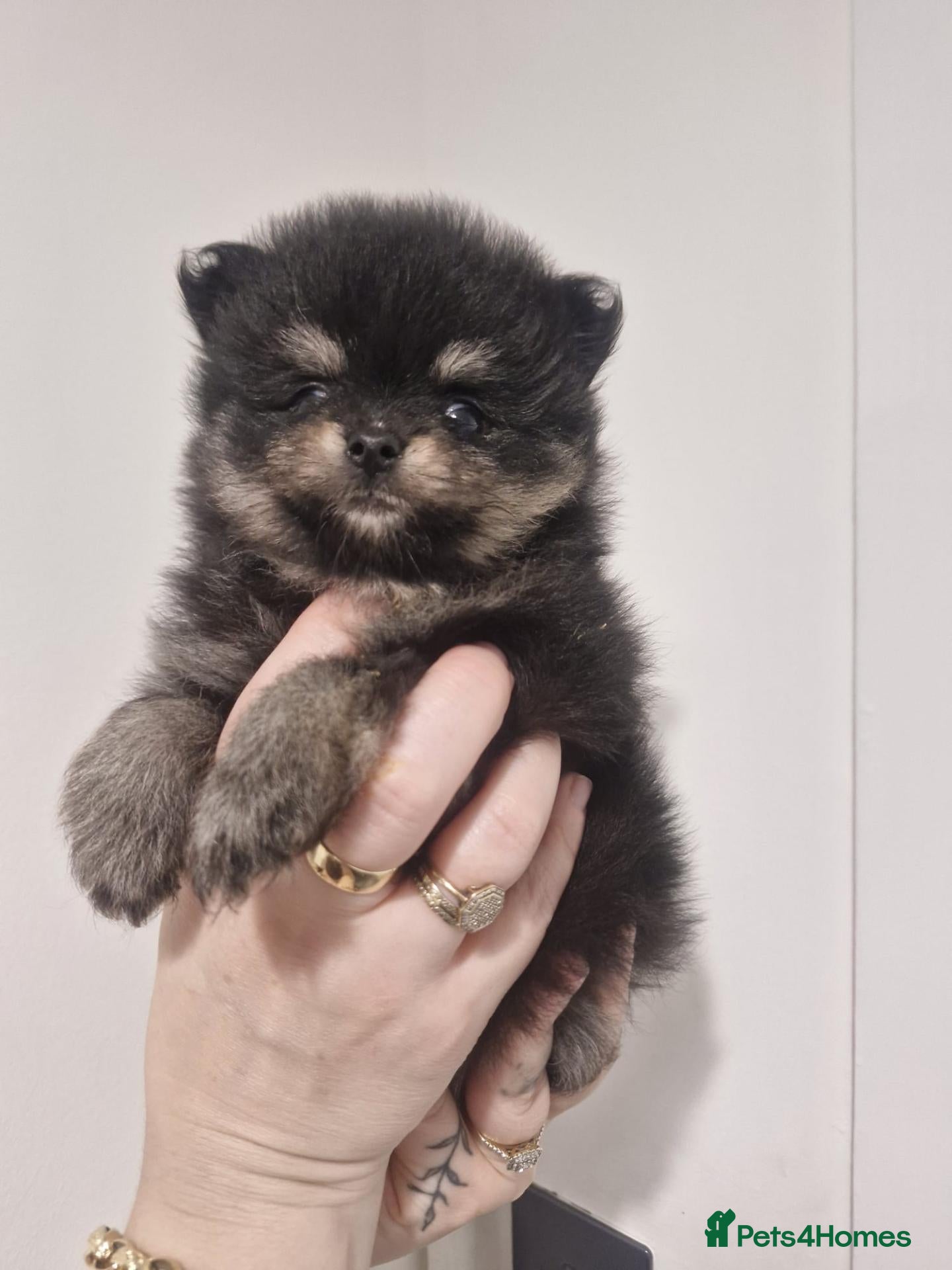 Pomeranian dogs Pomeranian Puppies For Sale  - Advert 1