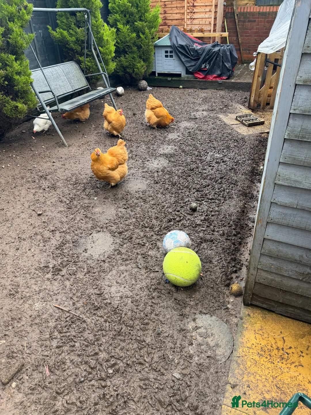 Chickens poultry for sale: Day olds  buff Orpington chicks  - Advert 2