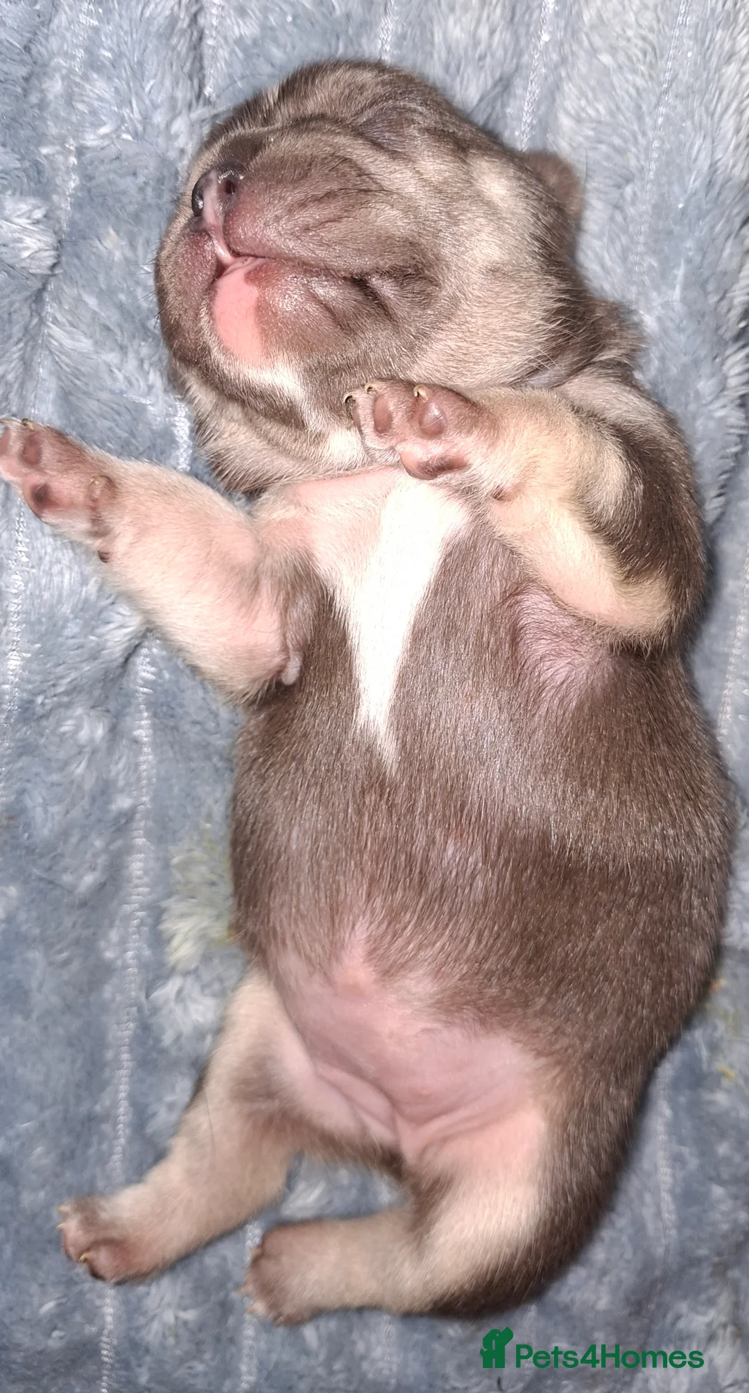 French Bulldog dogs for sale: 5 french bulldog  fluffy - Advert 4