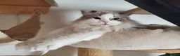Ragdoll cats for sale: Loving female Ragdoll  - Advert 7