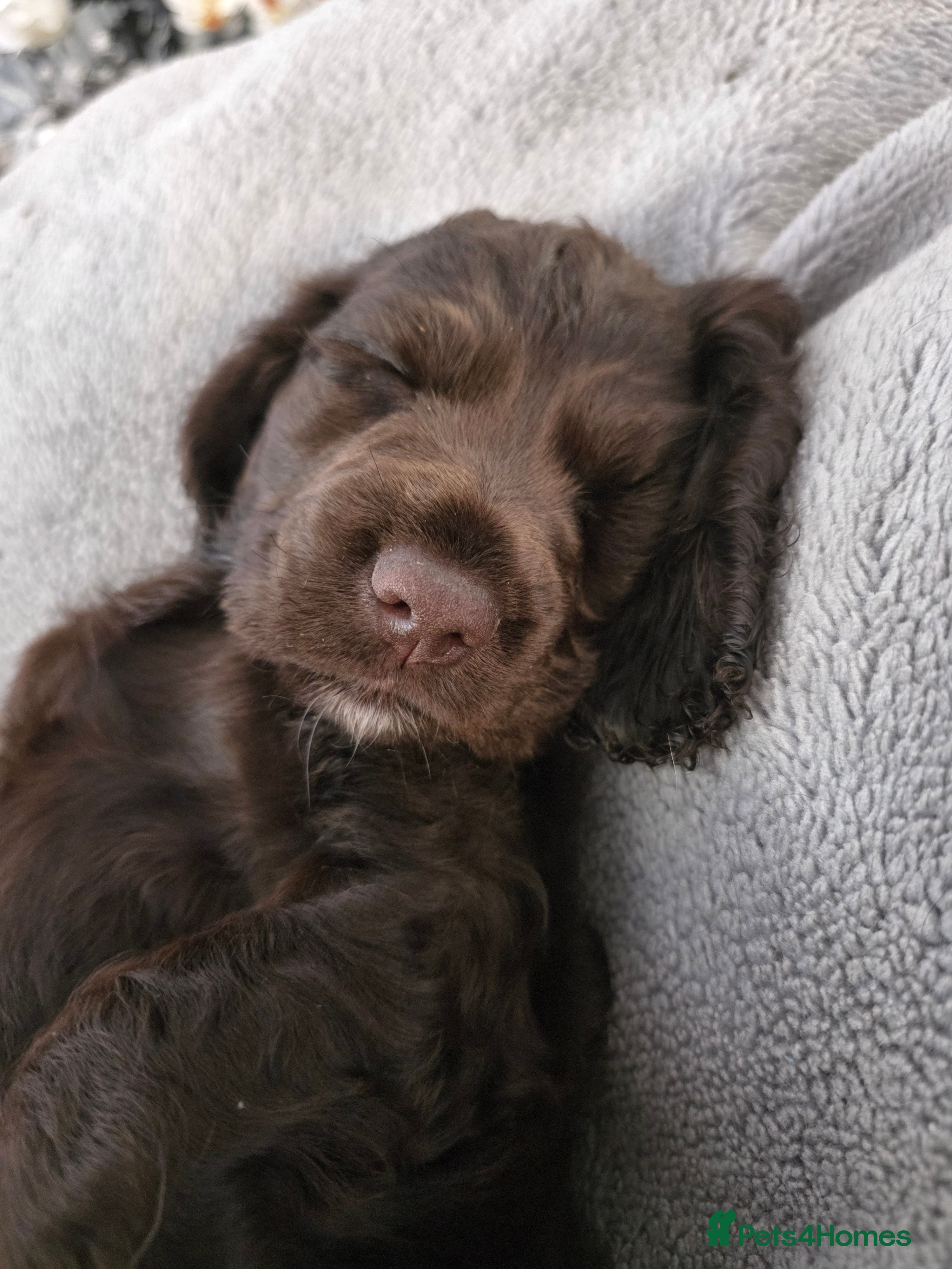 Cocker Spaniel dogs for sale: KC Reg Working Cocker Spaniel Pups ** 1 Boy Left** - Advert 10