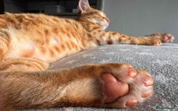 Arabian Mau cats for adoption: Gus   - Image 4