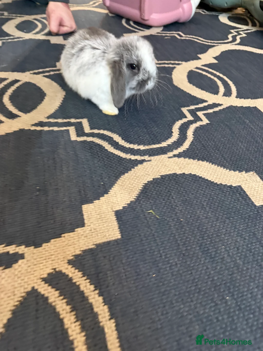 Mini Lop rabbits for sale: Mini lops  - Advert 4