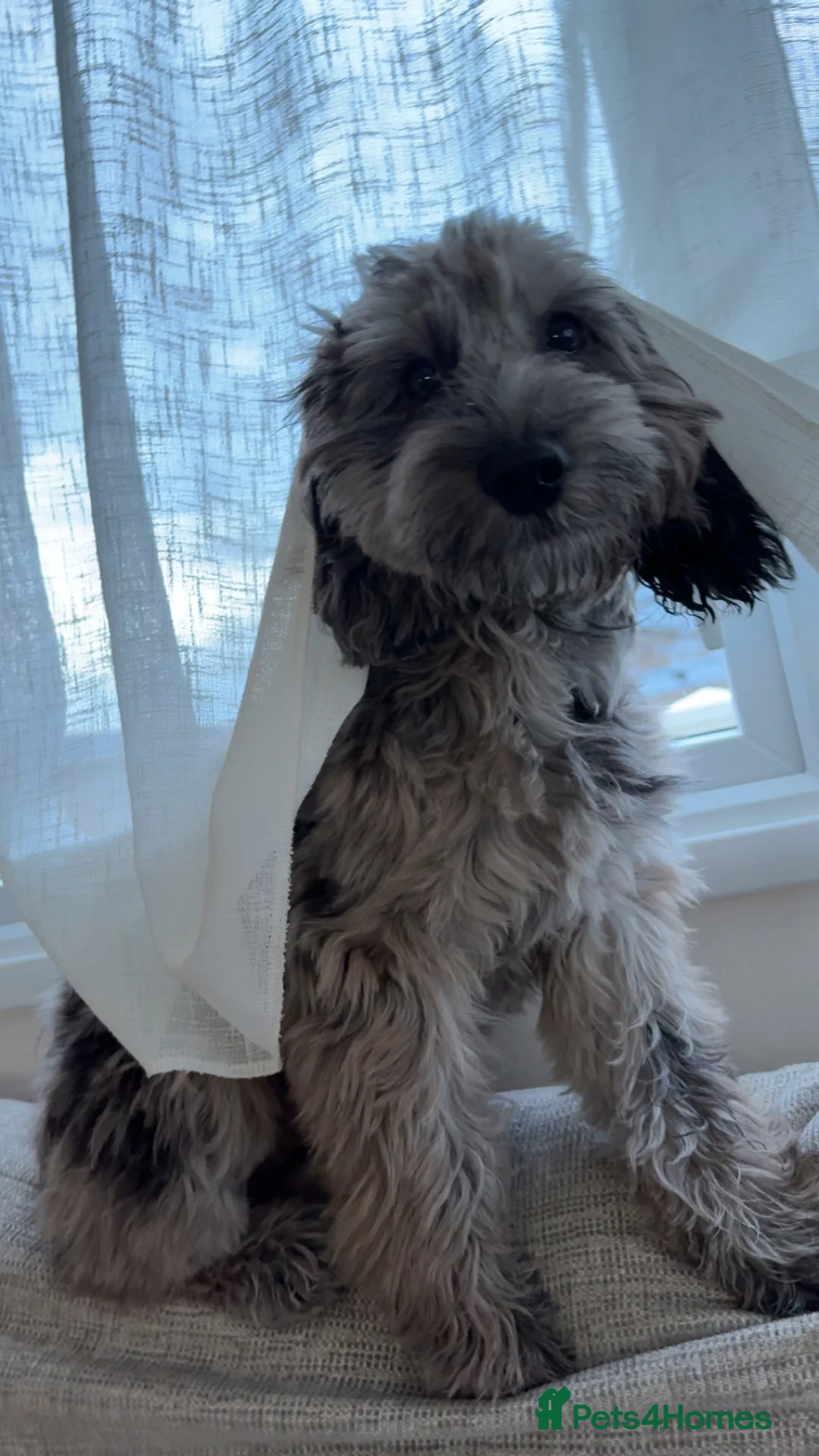 Cockapoo dogs for sale: merle cocapoo,MABEL🩷 - Advert 7