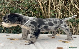 Olde English Bulldogge dogs for sale: MAMMUT OLDE ENGLISH BULLDOGS HEALTH TESTED  - Image 3