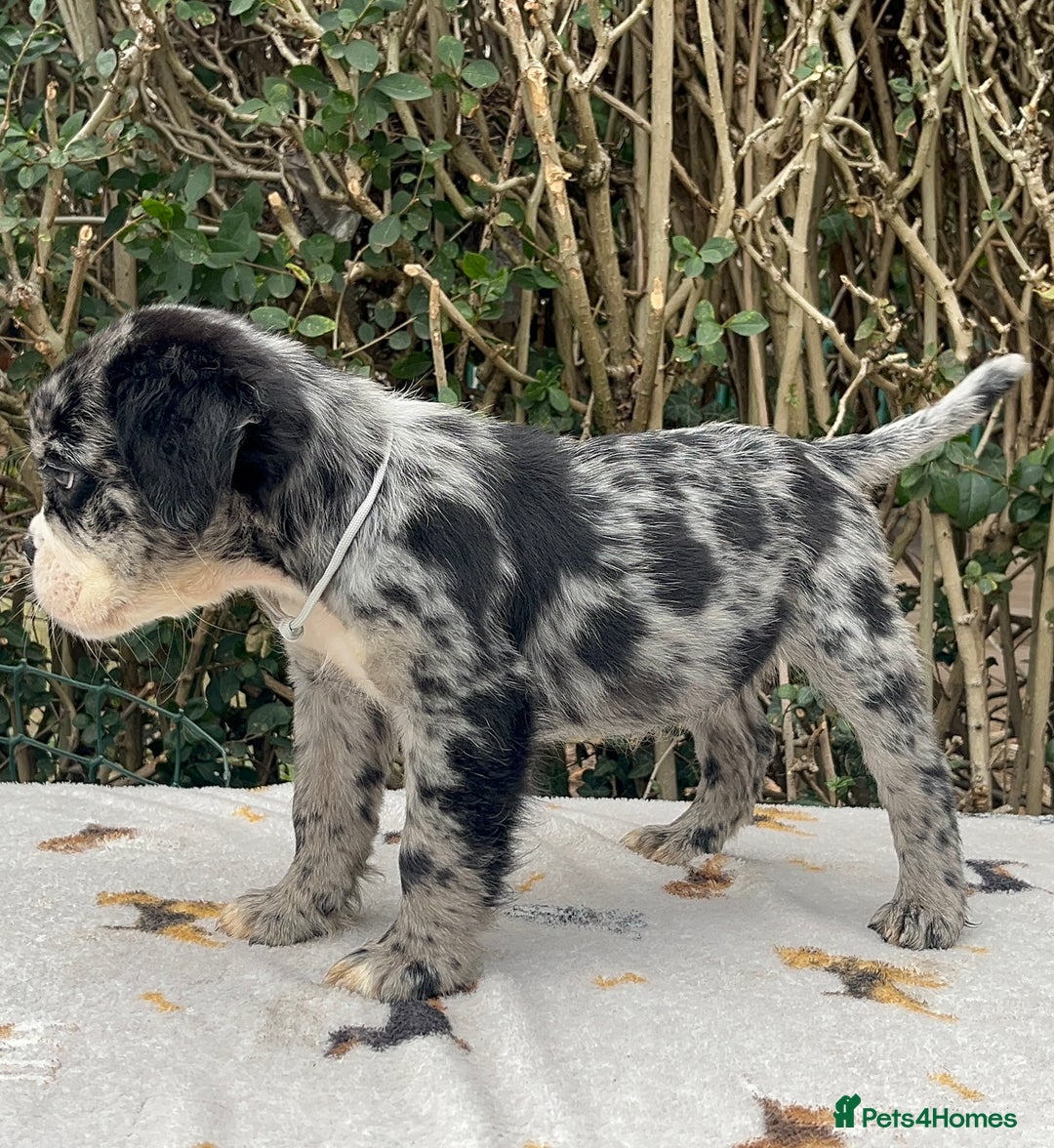 Olde English Bulldogge dogs for sale: MAMMUT OLDE ENGLISH BULLDOGS HEALTH TESTED  - Image 3