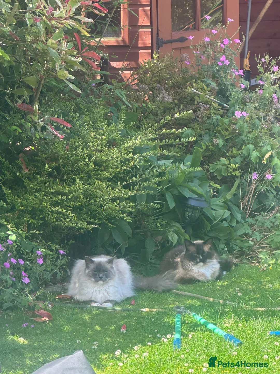 Ragdoll cats for sale: Ragdoll Brothers, 3yo, Neutered Pair, Microchipped - Advert 2
