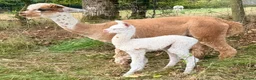 Alpaca livestock for sale: Special breeding  group of 10 stunning Alpaca in Llandovery - Advert 5