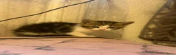 Mixed Breed cats for sale: 5 kittens ready for a new home  in London - Advert 6