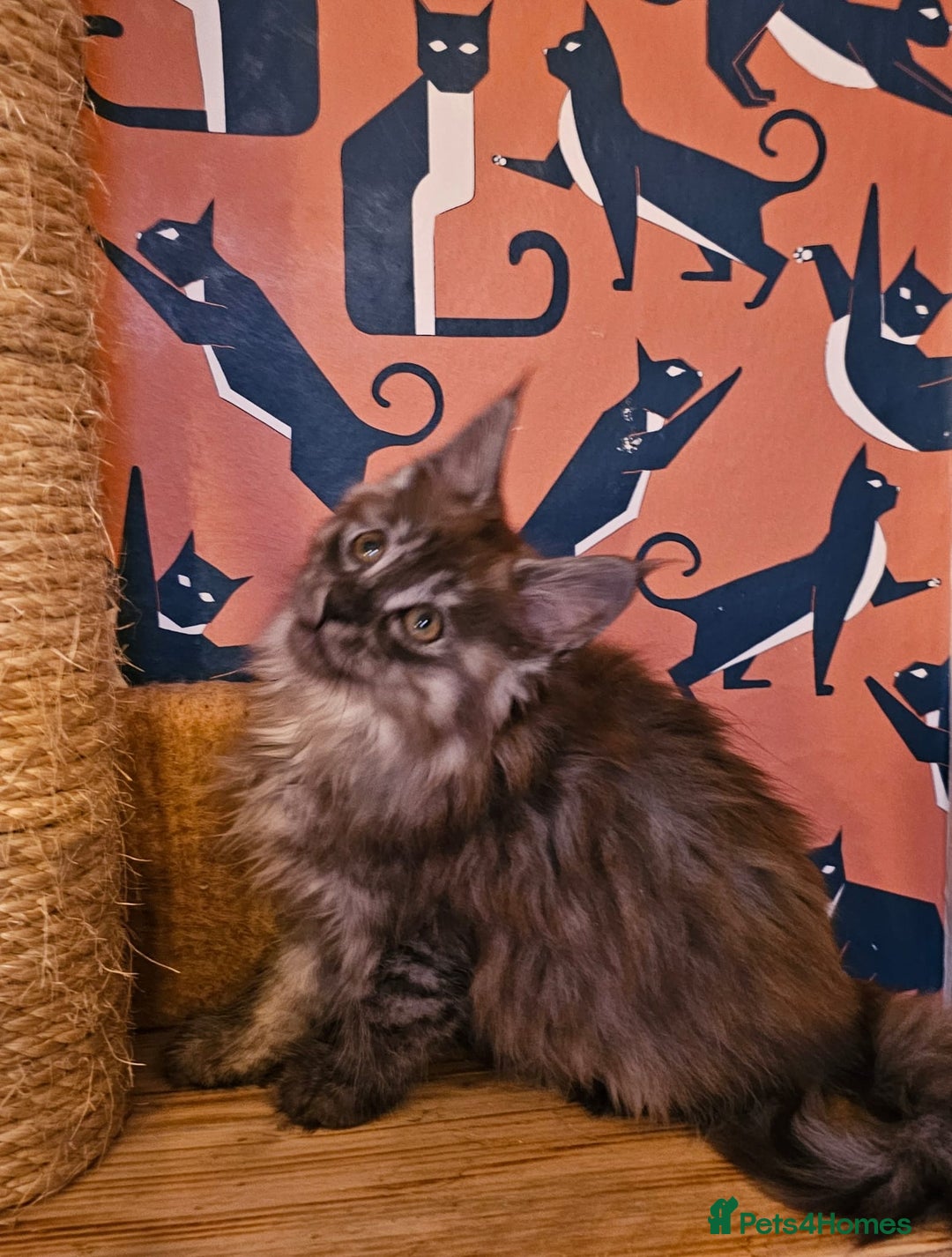 Maine Coon cats for sale: Maine Coons Kittens,  *1 polydactil available* - Advert 7