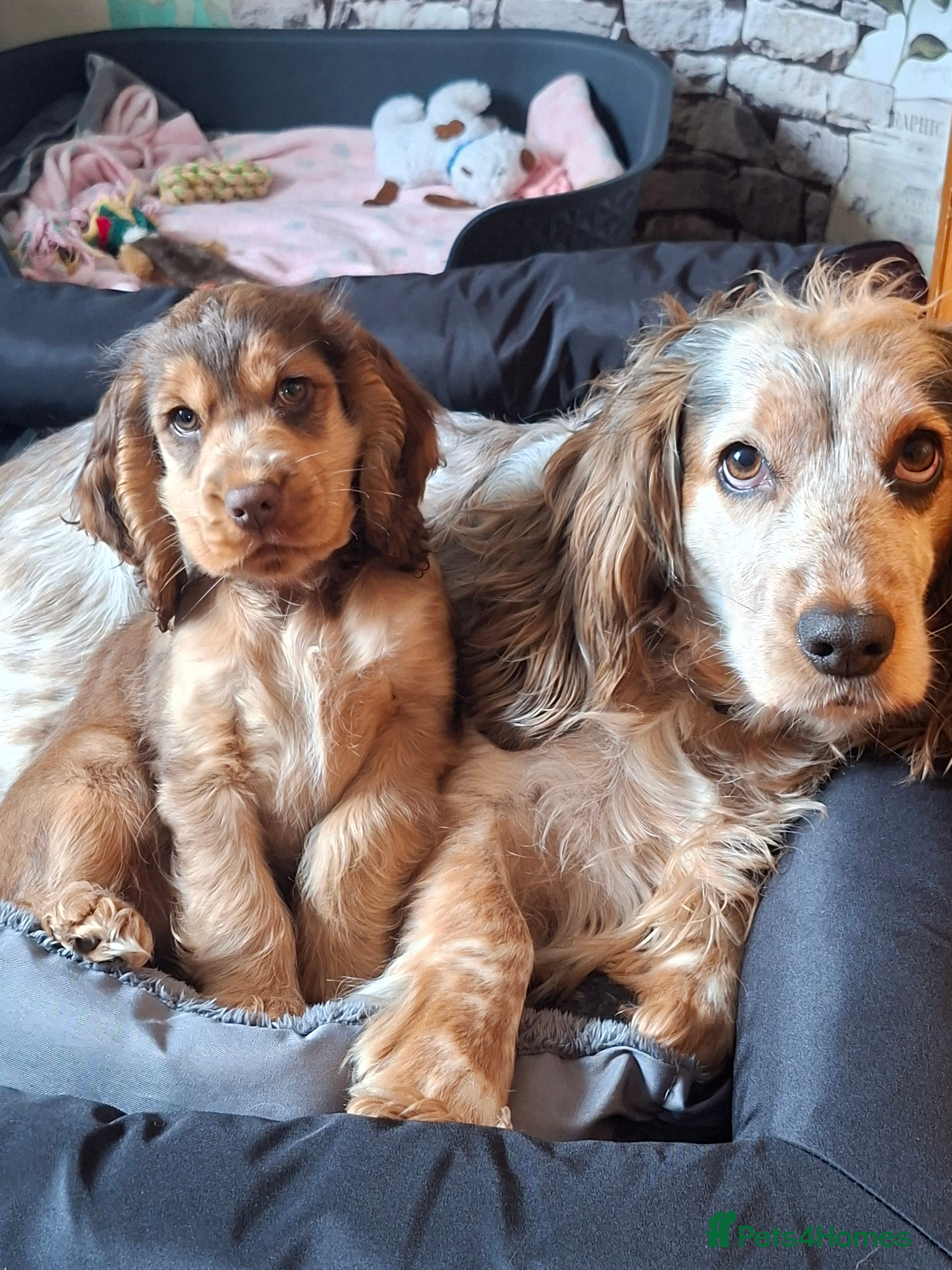 Cocker Spaniel dogs One GIRL AVAIL🔥 KC REG. SHOW TIPE COCKER SPANIEL  - Advert 1