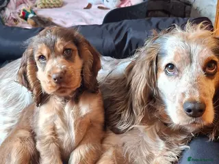 Cocker Spaniel dogs One GIRL AVAIL🔥 KC REG. SHOW TIPE COCKER SPANIEL - Advert 1