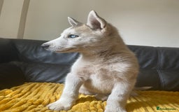 Siberian Husky dogs for sale: Siberian Husky puppies ❤️ - Image 16