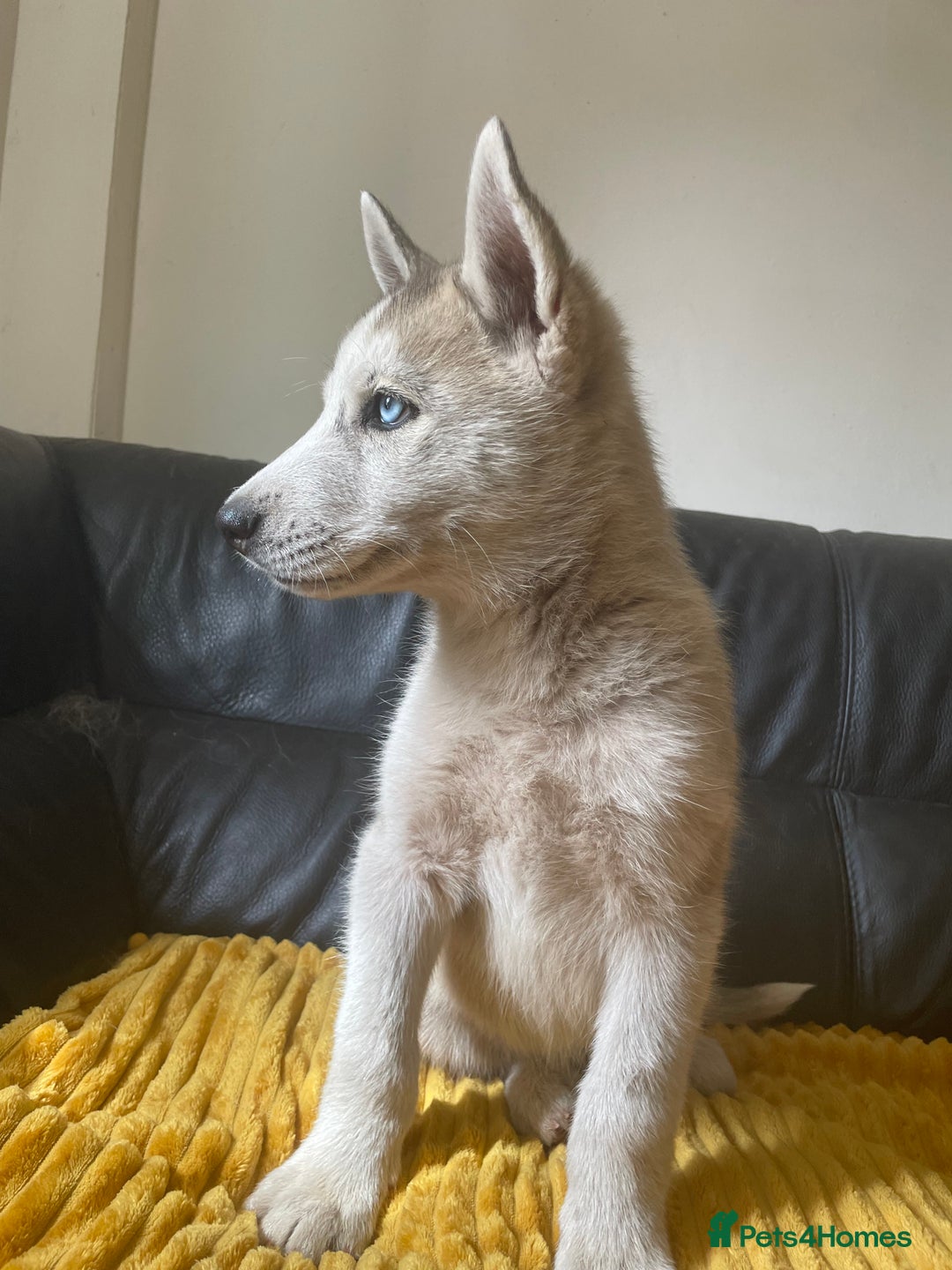 Siberian Husky dogs for sale: Siberian Husky puppies ❤️ - Image 16