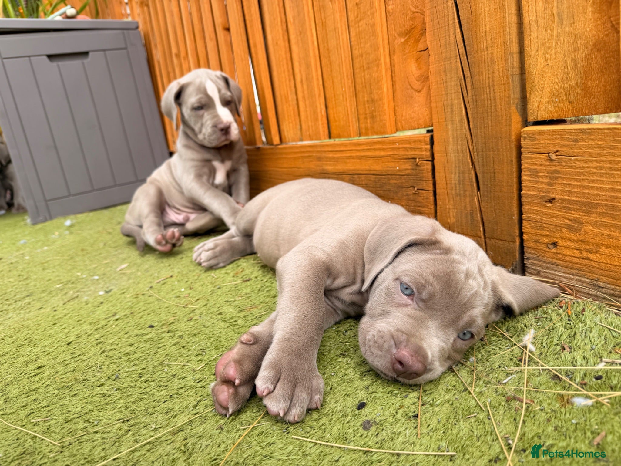 Mixed Breed dogs Beautiful Bullmaraner Puppies x 5  - Advert 2