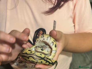 Python Snake reptiles Royal python - Advert 8