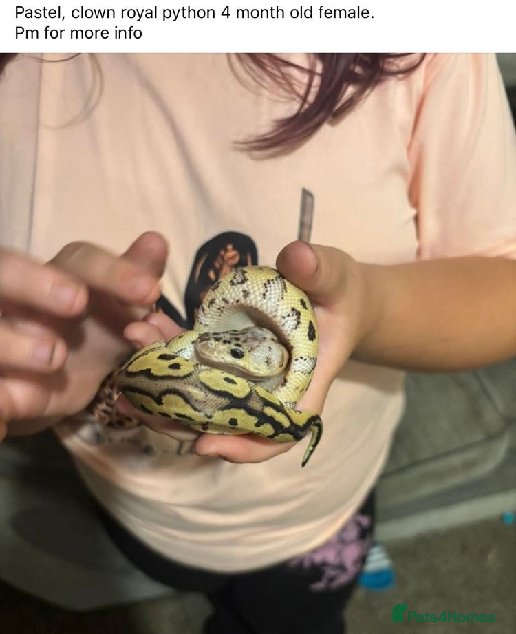 Royal python for sale in Caernarfon | Pets4Homes