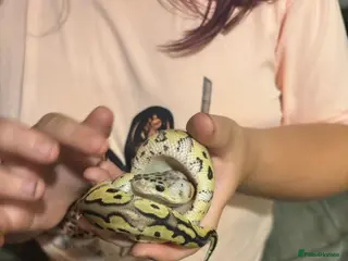 Python Snake reptiles Royal python - Advert 12