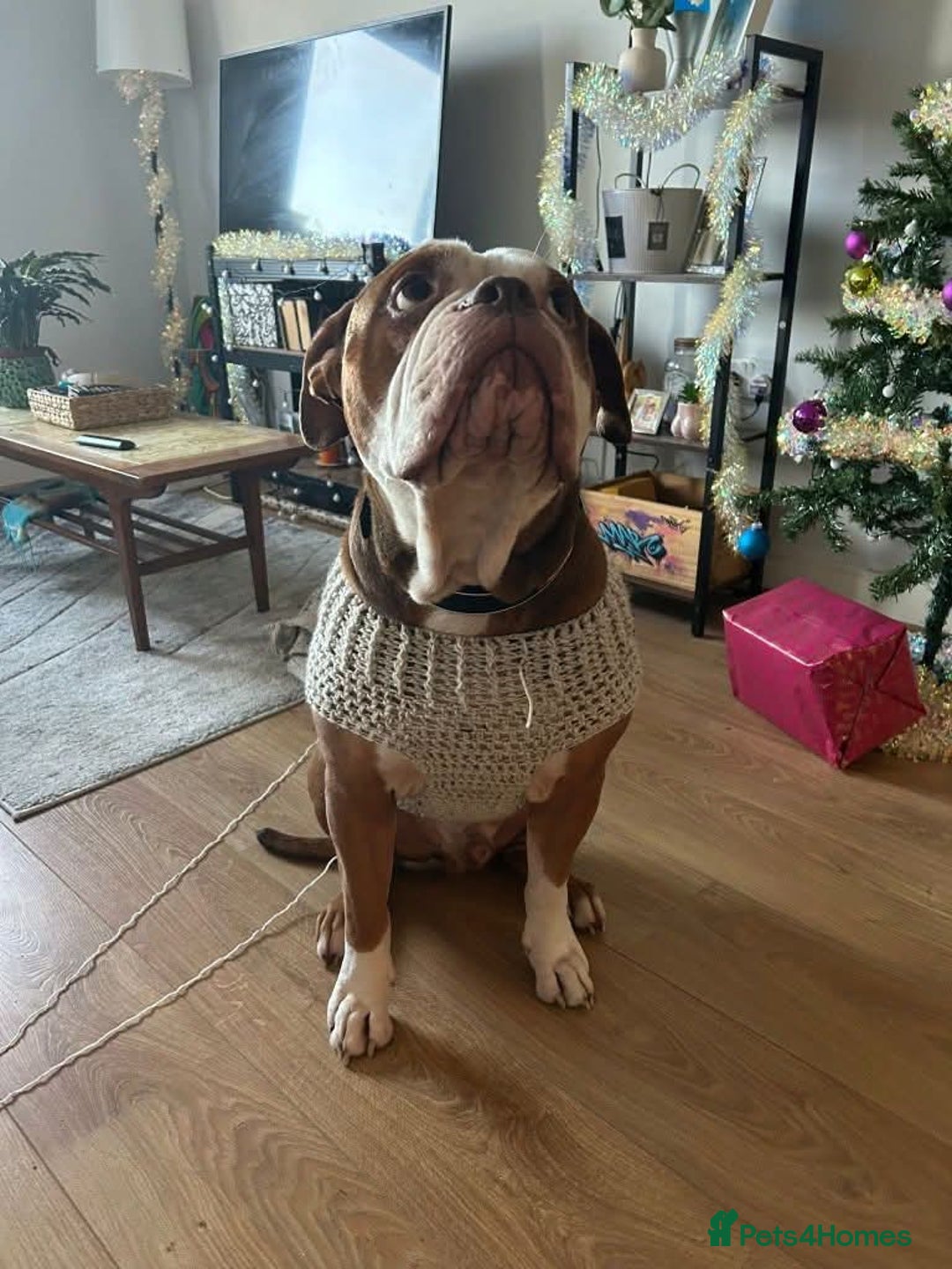 Mixed Breed dogs for adoption: Meet Tyson, currently residing in Hertfordshire  - Advert 3