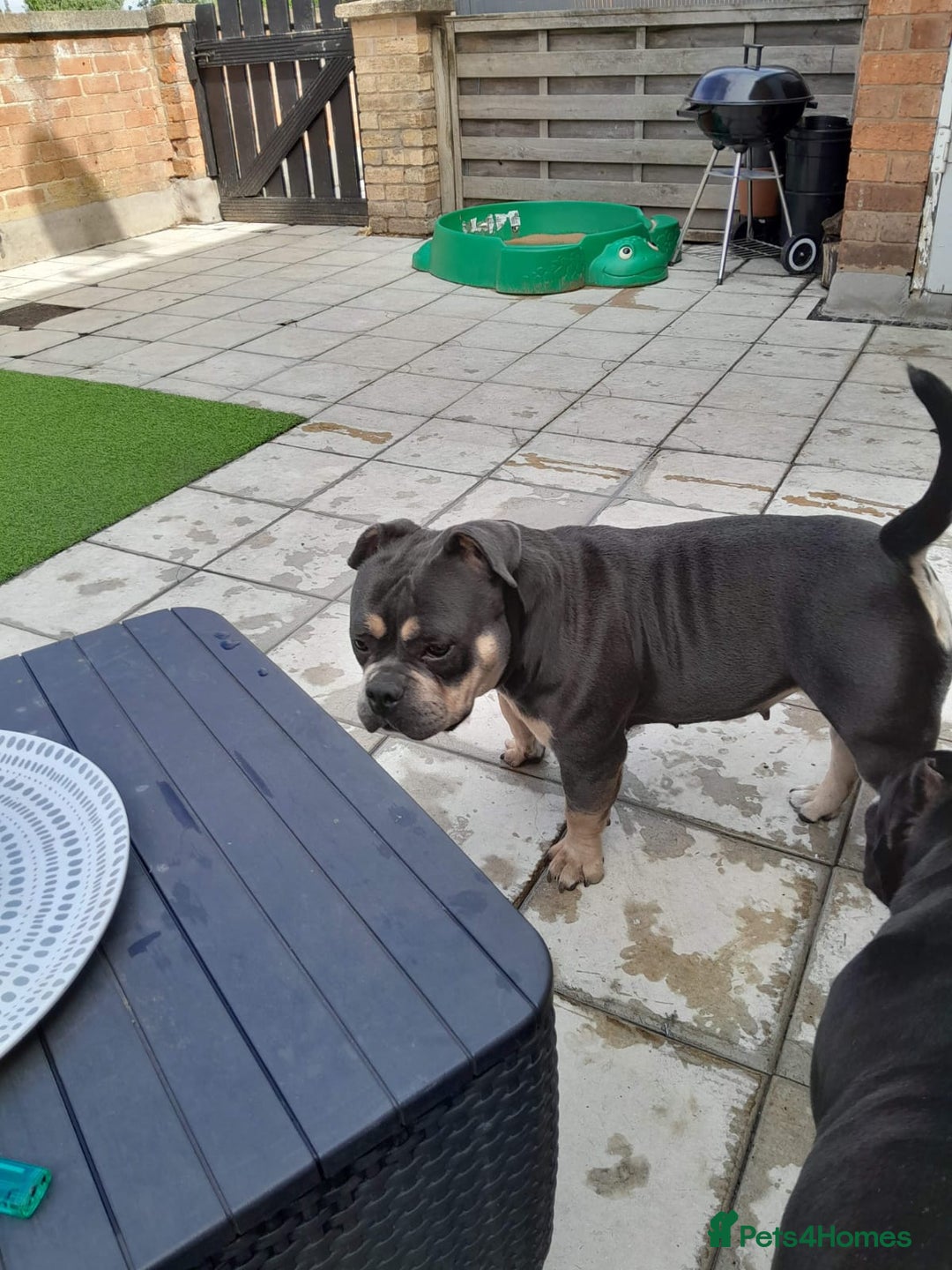 American Bully dogs for sale: Grand champion Mcloven granddaughter  - Advert 3