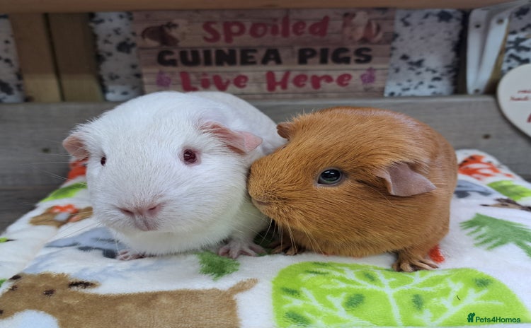 Guinea Pig rodents Two Female Guinea Pigs - Leeds area - Advert 1