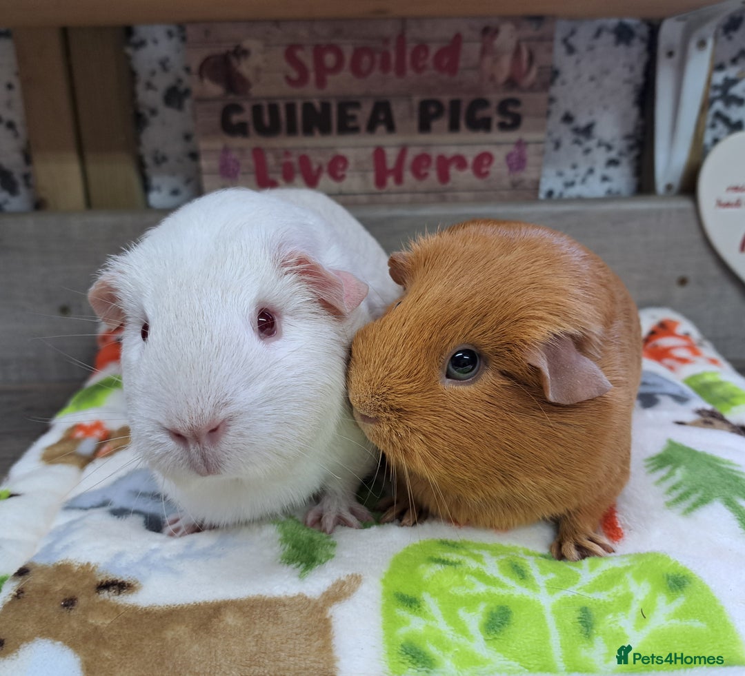 Guinea Pig rodents for sale: Two Female Guinea Pigs - Leeds area - Advert 1