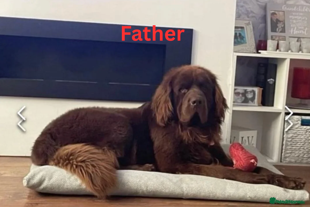 Newfoundland dogs for sale: 🐾 Beautiful Chocolate Newfoundland Puppy (LAST 1) - Image 12