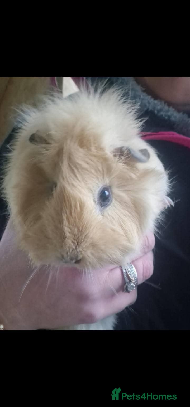 Guinea Pig rodents Guinea pigs needing homes  - Advert 3