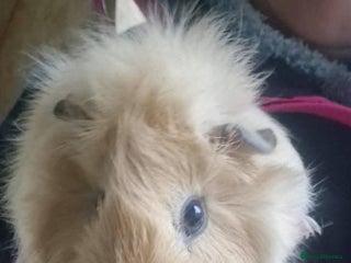 Guinea Pig rodents Guinea pigs needing homes - Advert 1